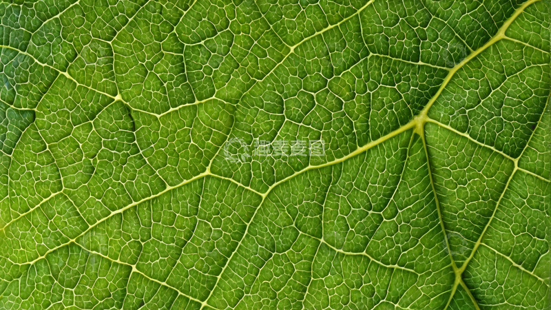 高清大图下载【趣麦麦图】绿色植物叶片纹理特写