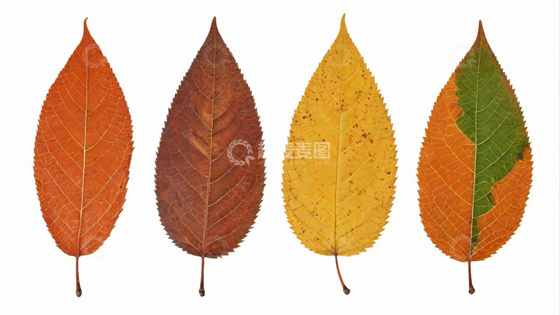 高清大图下载【趣麦麦图】四片色彩各异的秋叶特写