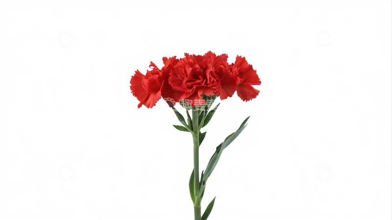 高清大图下载【趣麦麦图】红色康乃馨特写