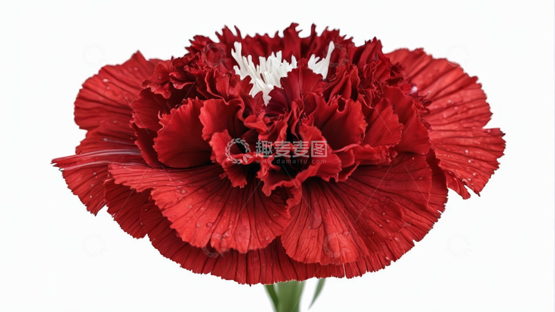 高清大图下载【趣麦麦图】红色康乃馨花卉特写
