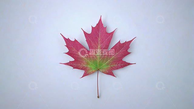 渐变色彩枫叶特写