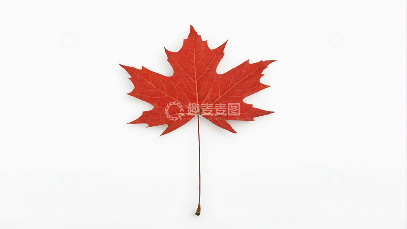 高清大图下载【趣麦麦图】红色枫叶特写