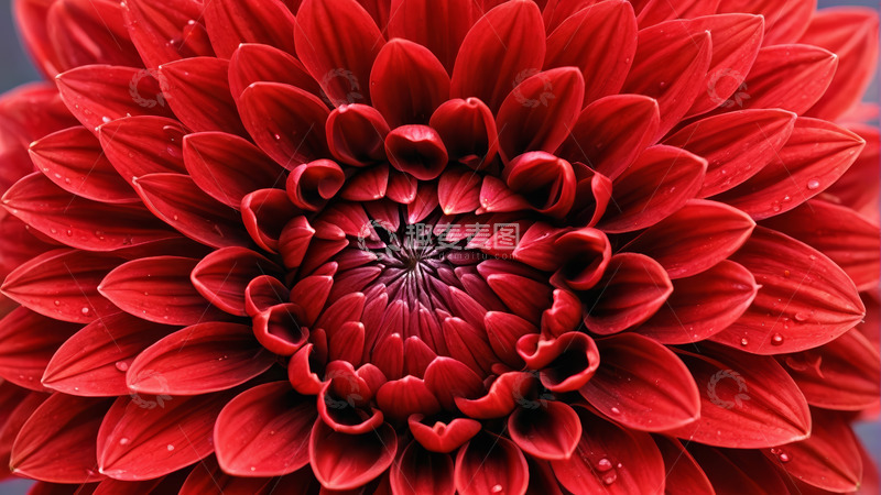 高清大图下载【趣麦麦图】微距红色花朵特写