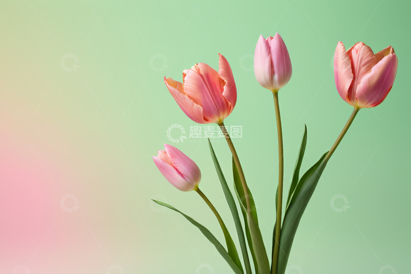 高清大图下载【趣麦麦图】粉色郁金香特写