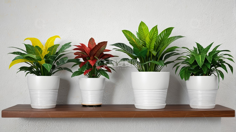 高清大图下载【趣麦麦图】白色花盆中摆放的多彩盆栽