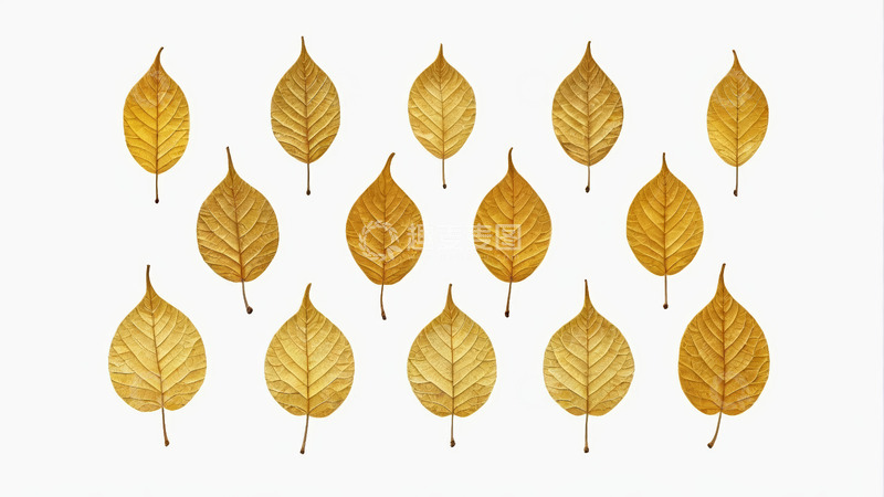 高清大图下载【趣麦麦图】白色背景上的金黄色树叶