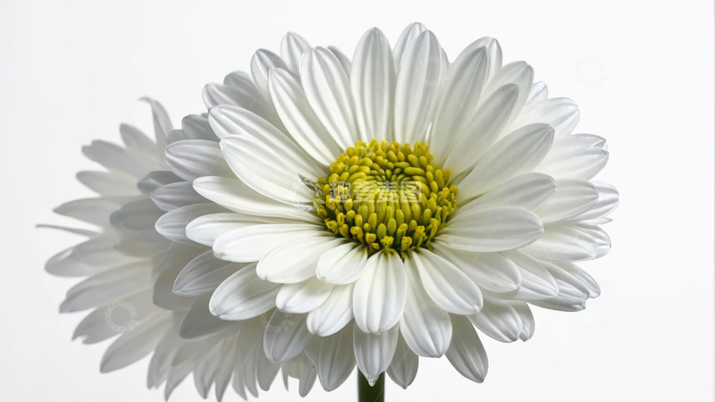 高清大图下载【趣麦麦图】白色雏菊特写