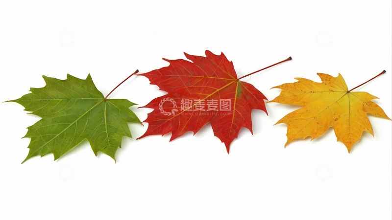 高清大图下载【趣麦麦图】三色枫叶特写