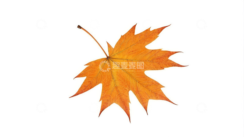 高清大图下载【趣麦麦图】黄色枫叶特写素材