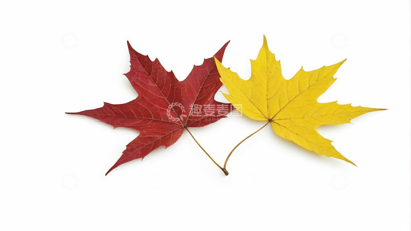 高清大图下载【趣麦麦图】红黄枫叶特写