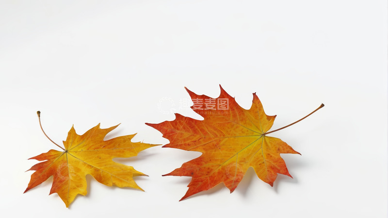 高清大图下载【趣麦麦图】两片红黄相间的枫叶特写