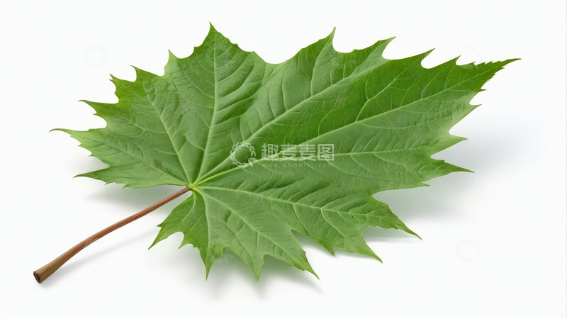 高清大图下载【趣麦麦图】绿色枫叶特写