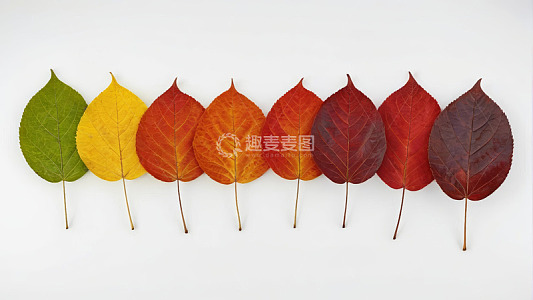 排列整齐的多彩秋叶