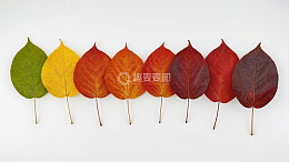 排列整齐的多彩秋叶