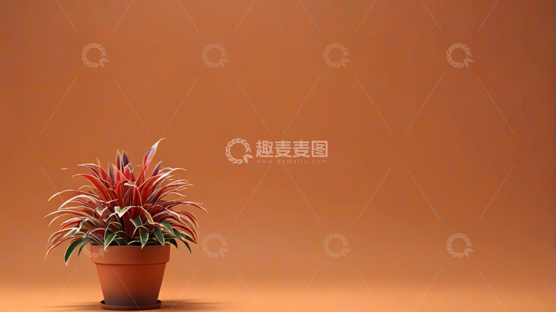 高清大图下载【趣麦麦图】橙色背景盆栽植物特写