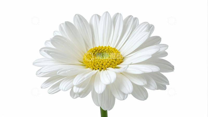 高清大图下载【趣麦麦图】白色雏菊特写素材