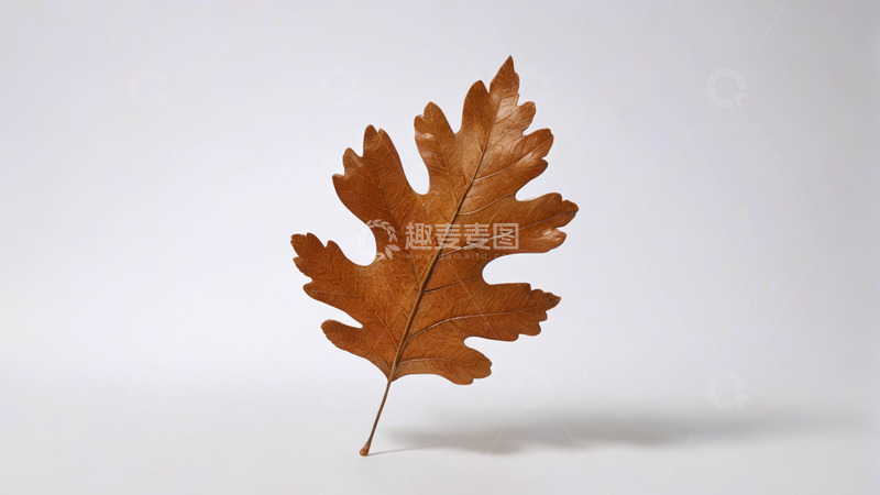 高清大图下载【趣麦麦图】单片枯叶特写