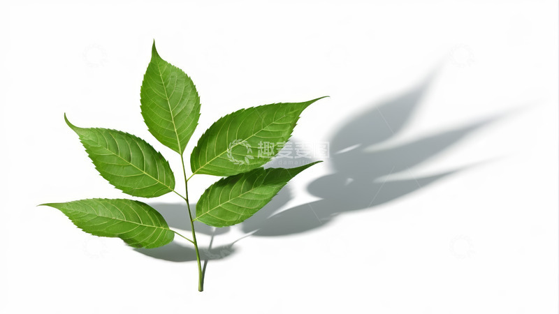 高清大图下载【趣麦麦图】绿叶特写素材