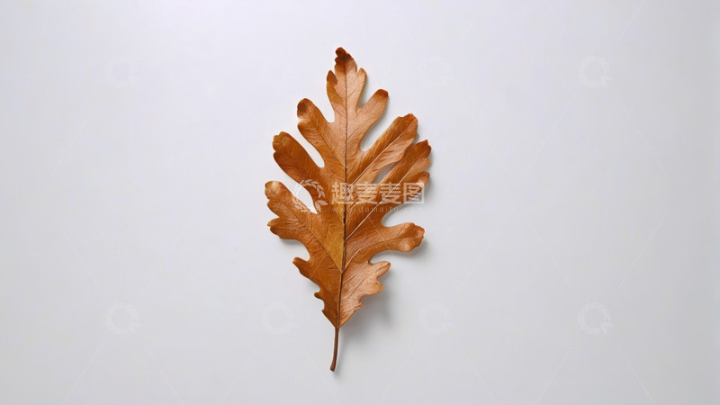 高清大图下载【趣麦麦图】白色背景上的棕色橡树叶