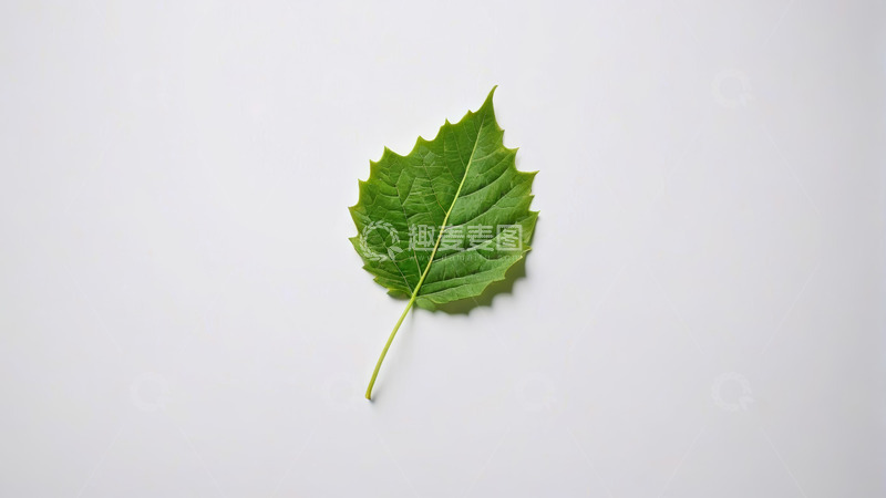 高清大图下载【趣麦麦图】白色背景上的单片绿色叶子