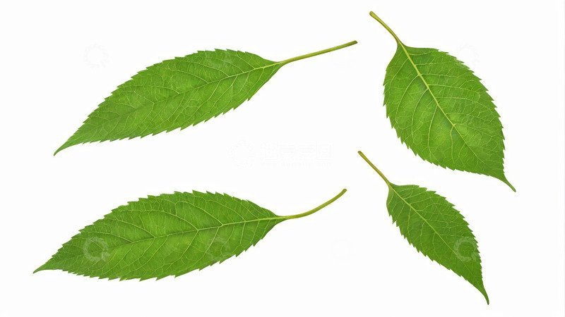 高清大图下载【趣麦麦图】四片绿色植物叶子特写