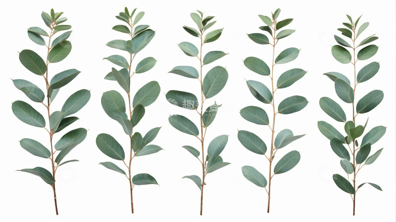 高清大图下载【趣麦麦图】绿色植物叶片特写