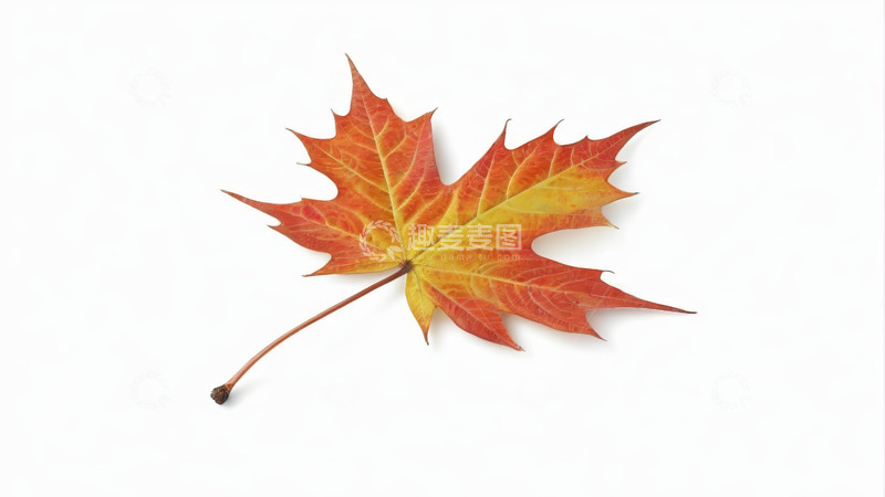 高清大图下载【趣麦麦图】红黄色枫叶特写
