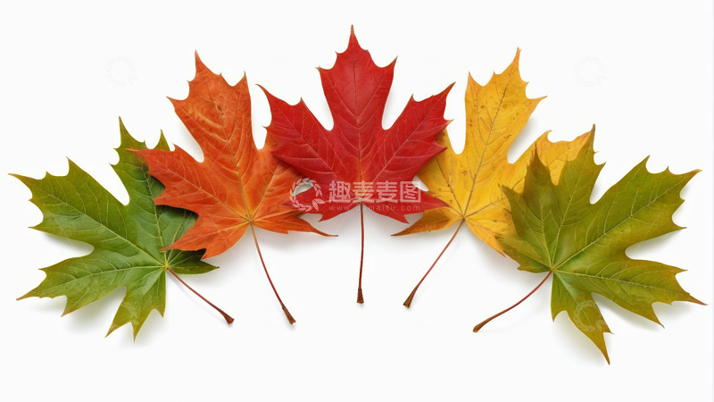 高清大图下载【趣麦麦图】多色枫叶排列展示