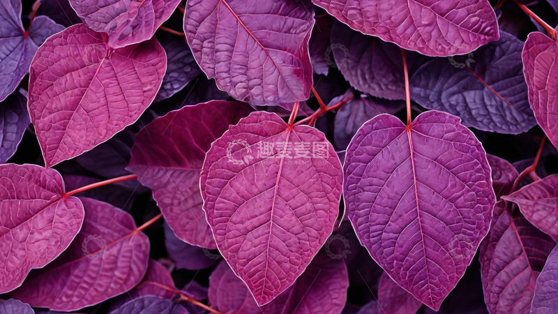 高清大图下载【趣麦麦图】紫色心形叶片特写