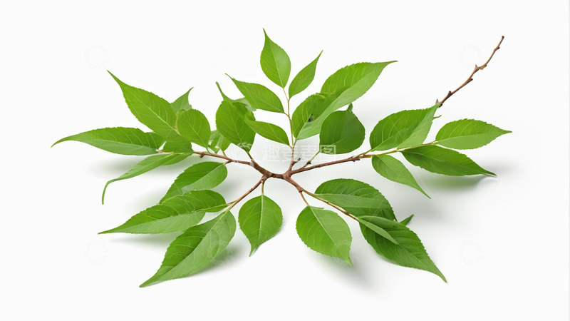 高清大图下载【趣麦麦图】绿色树枝与叶片特写