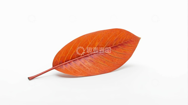 高清大图下载【趣麦麦图】橙色叶片特写