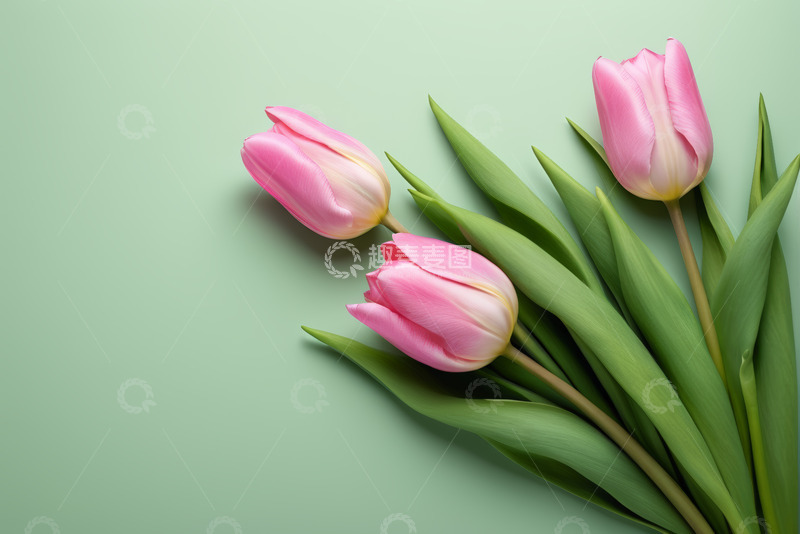 高清大图下载【趣麦麦图】粉色郁金香静物特写
