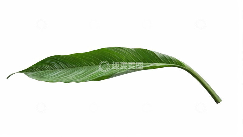 高清大图下载【趣麦麦图】绿色植物叶片特写