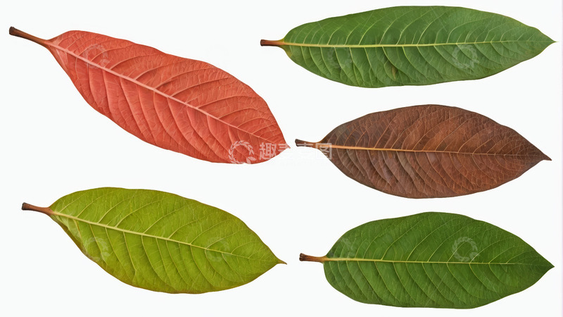 高清大图下载【趣麦麦图】多色叶片特写素材