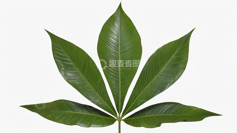 高清大图下载【趣麦麦图】绿色植物叶片特写素材