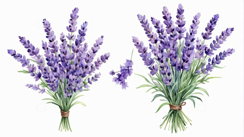 高清大图下载【趣麦麦图】两束手绘薰衣草花束