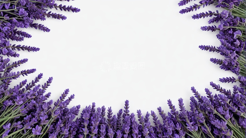 高清大图下载【趣麦麦图】白色背景紫色薰衣草素材