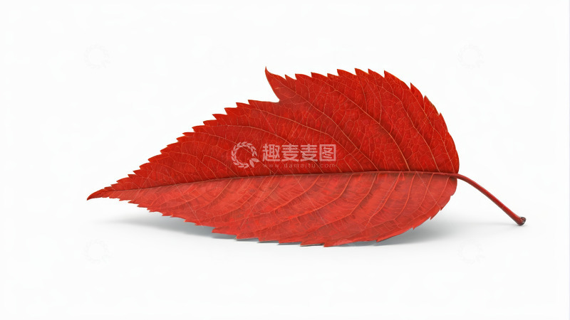 高清大图下载【趣麦麦图】红色秋叶特写