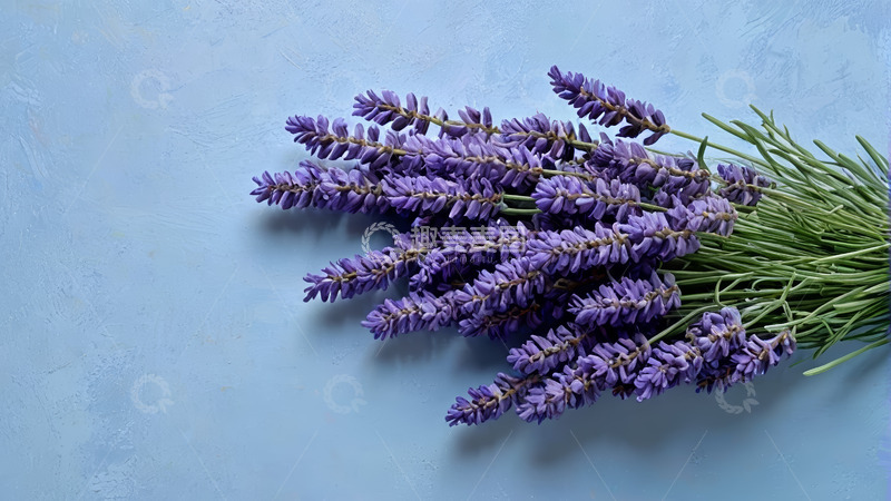 高清大图下载【趣麦麦图】蓝色背景上的紫色薰衣草花束