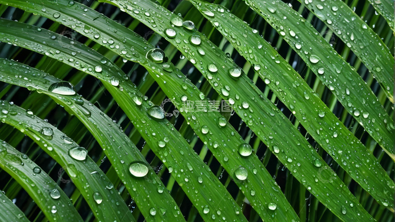 高清大图下载【趣麦麦图】绿叶上晶莹的水珠特写