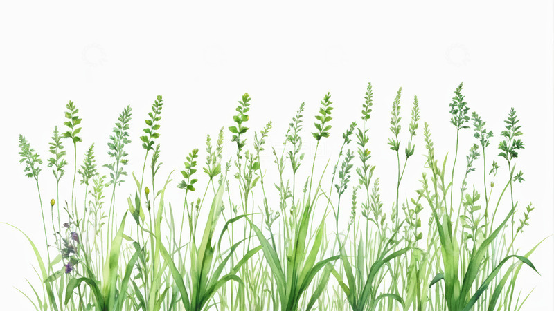 高清大图下载【趣麦麦图】水彩风格绿色植物草丛素材