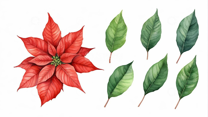 高清大图下载【趣麦麦图】红色一品红与绿色叶片插画