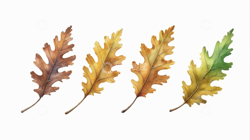 高清大图下载【趣麦麦图】四片水彩风格的秋季橡树叶