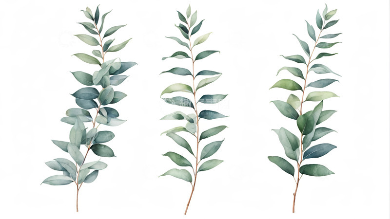 高清大图下载【趣麦麦图】水彩风格绿色植物枝叶插画