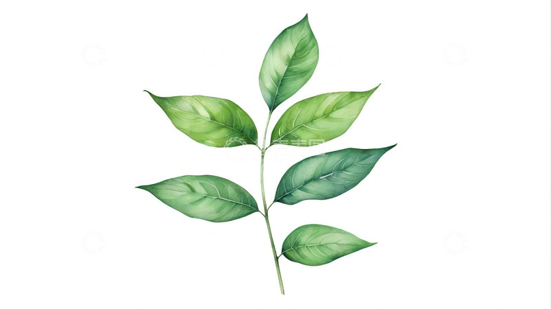 高清大图下载【趣麦麦图】手绘绿色植物枝叶素材