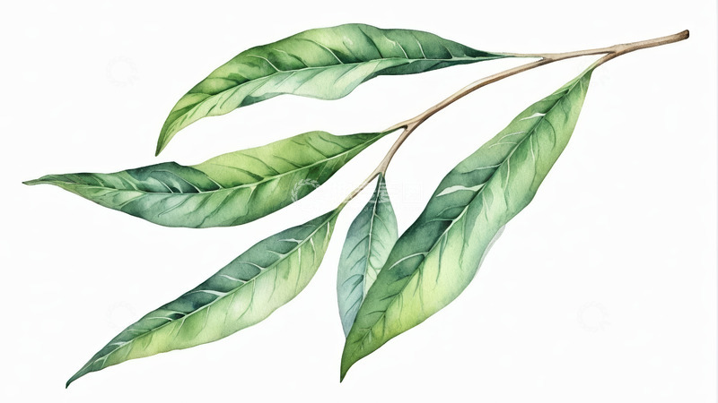 高清大图下载【趣麦麦图】水彩风格绿色植物枝叶素材