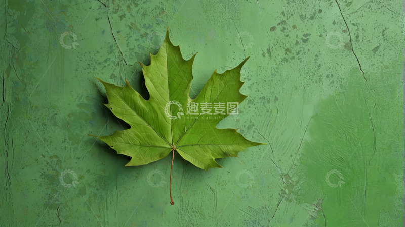 高清大图下载【趣麦麦图】绿色墙面的枫叶静物