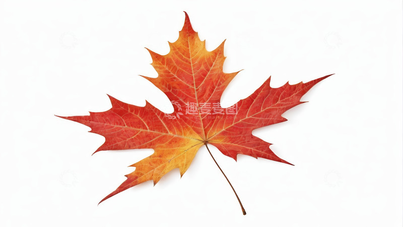 高清大图下载【趣麦麦图】红色枫叶特写素材