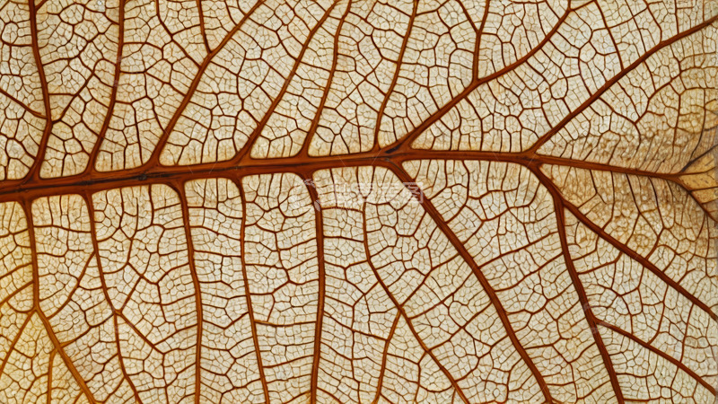 高清大图下载【趣麦麦图】叶脉纹理特写素材