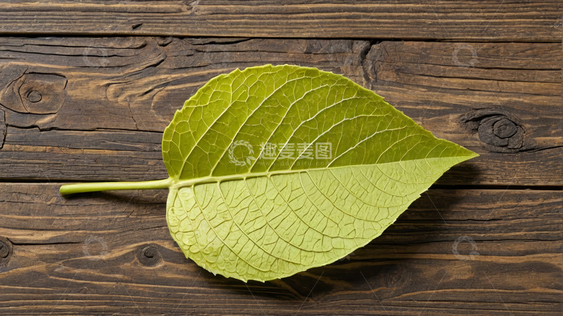 高清大图下载【趣麦麦图】木质背景上的绿色植物叶子